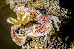 Porcelain crab with eggs by Rudy Janssen 